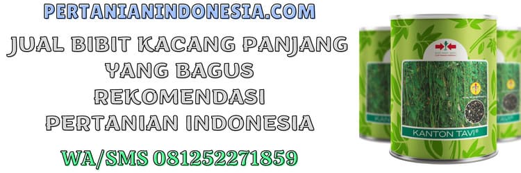 jual,bibit,kacang panjang yang bagus,murah,pertanian indonesia